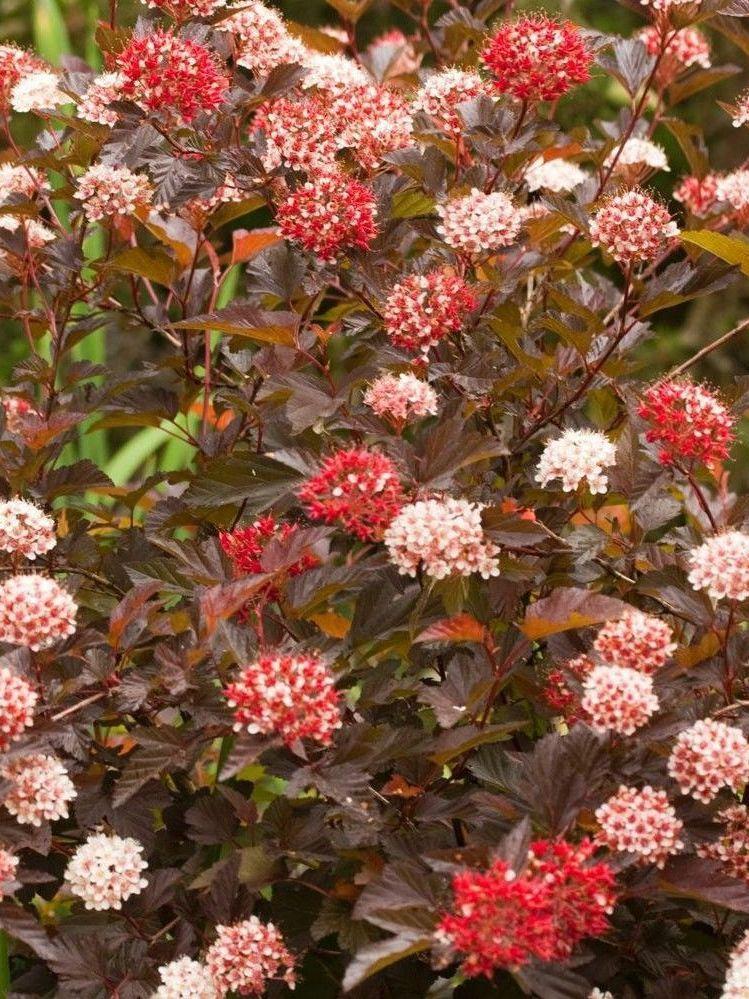 Пузыреплодник калинолистный Диабл Д'Ор (Миринда) ((Diable d'Or (Mindia ...